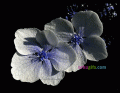 Comments, Graphics - Beautiful Images 